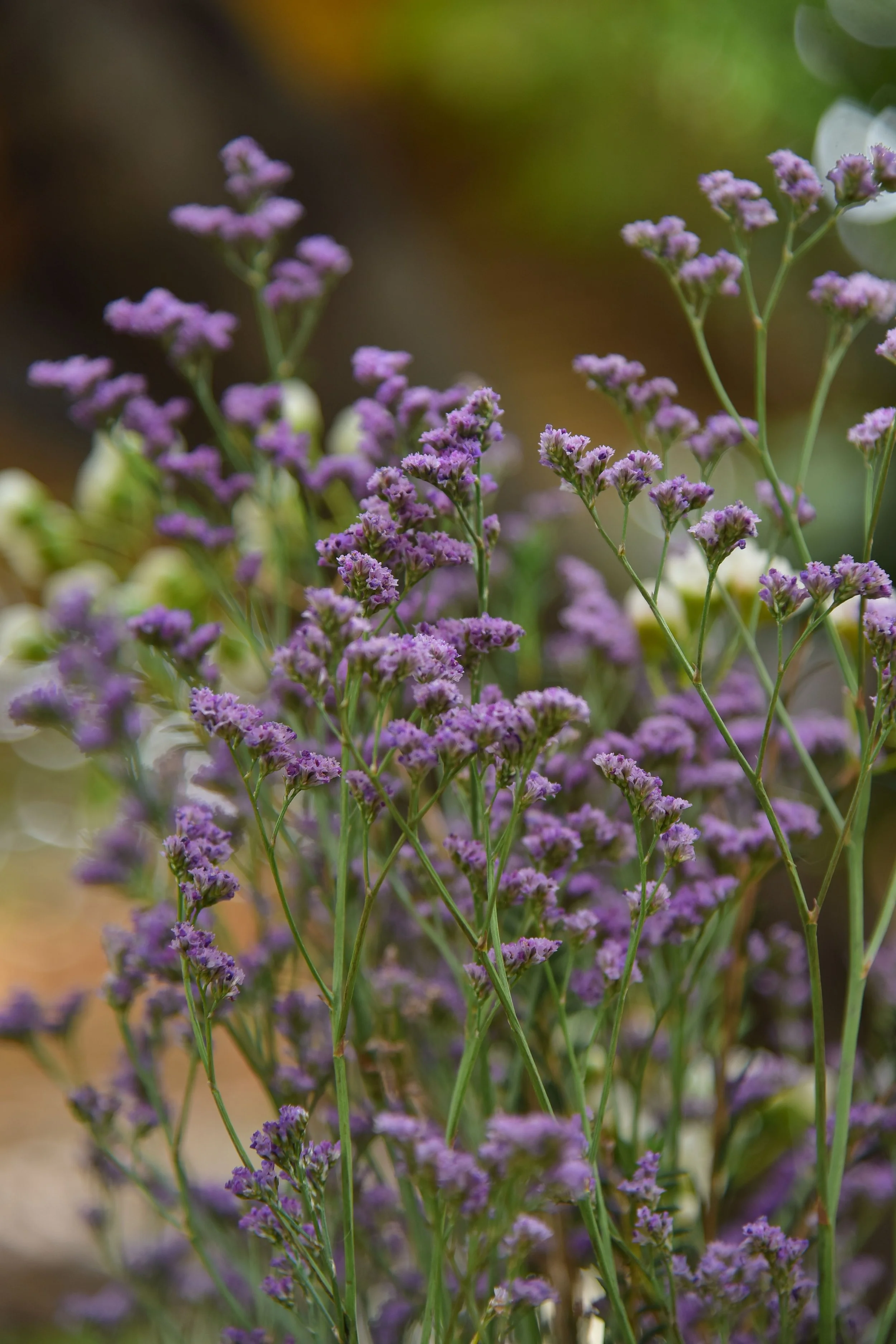 Limonium