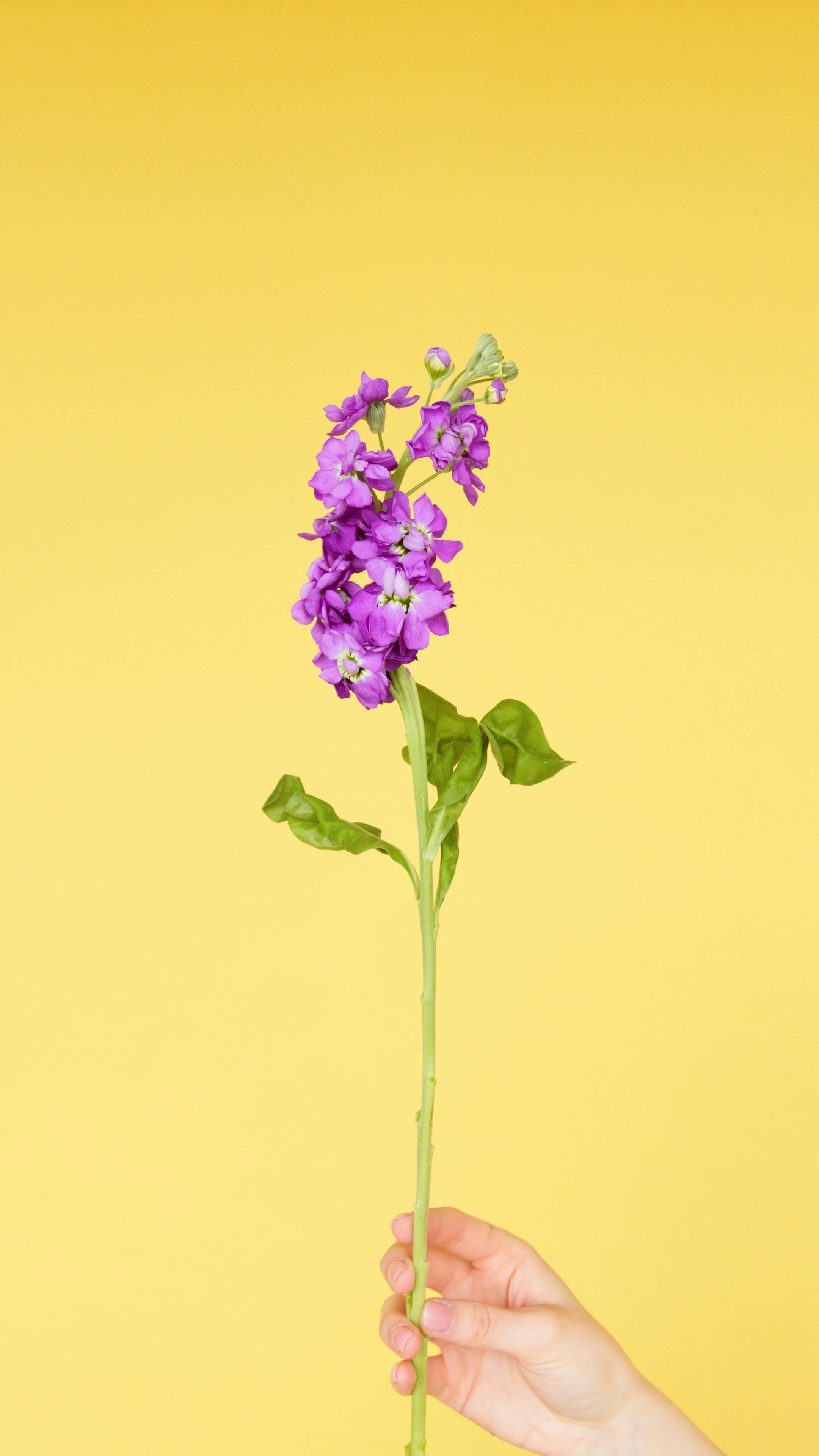 Stock Flower