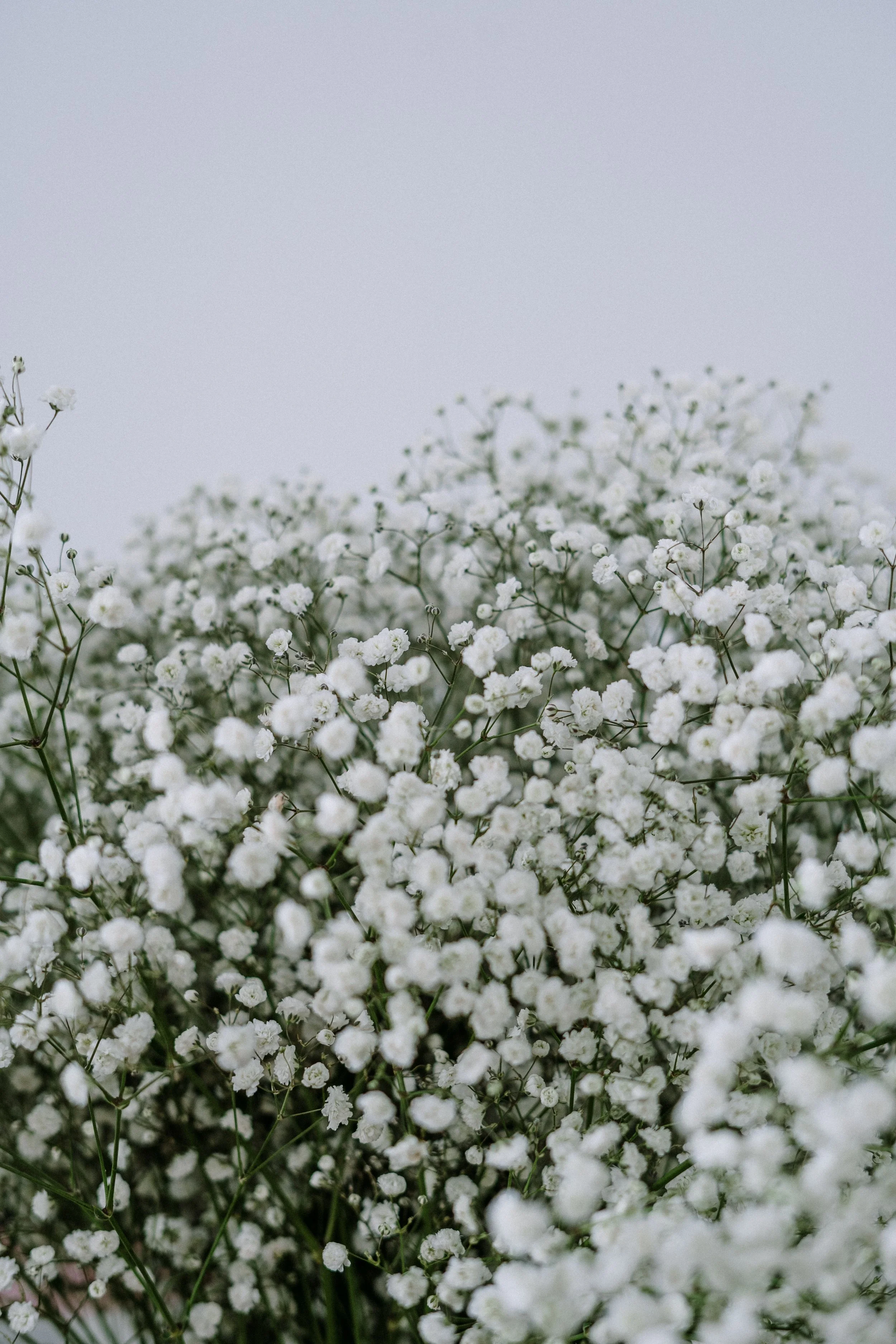Baby's Breath