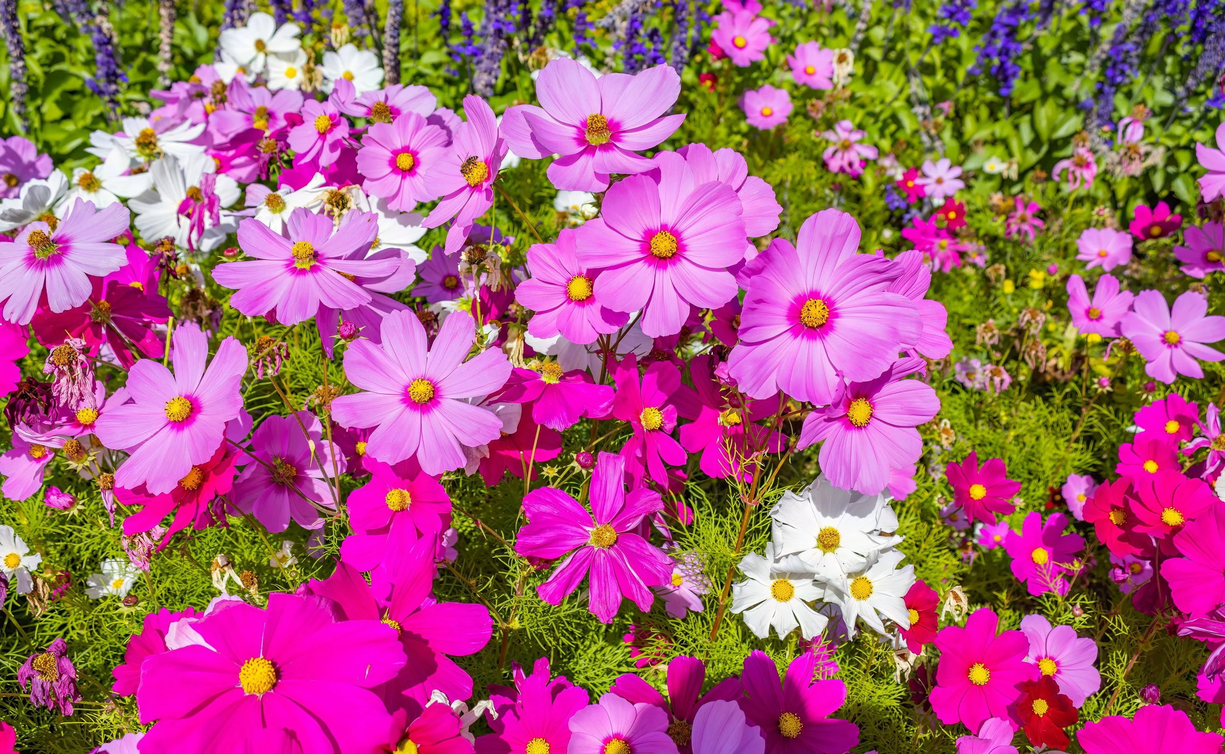 Cosmos