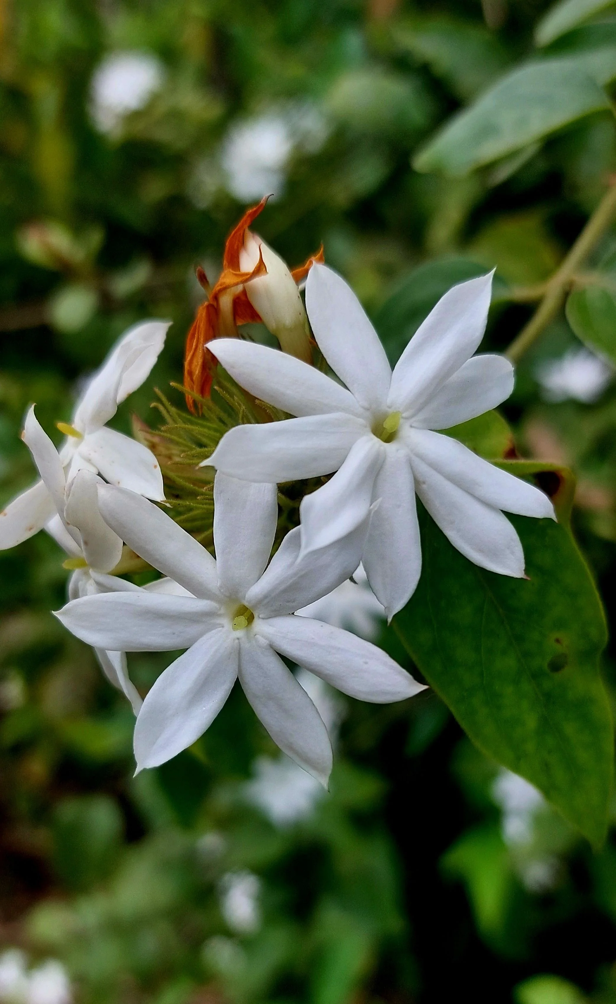 Jasmine
