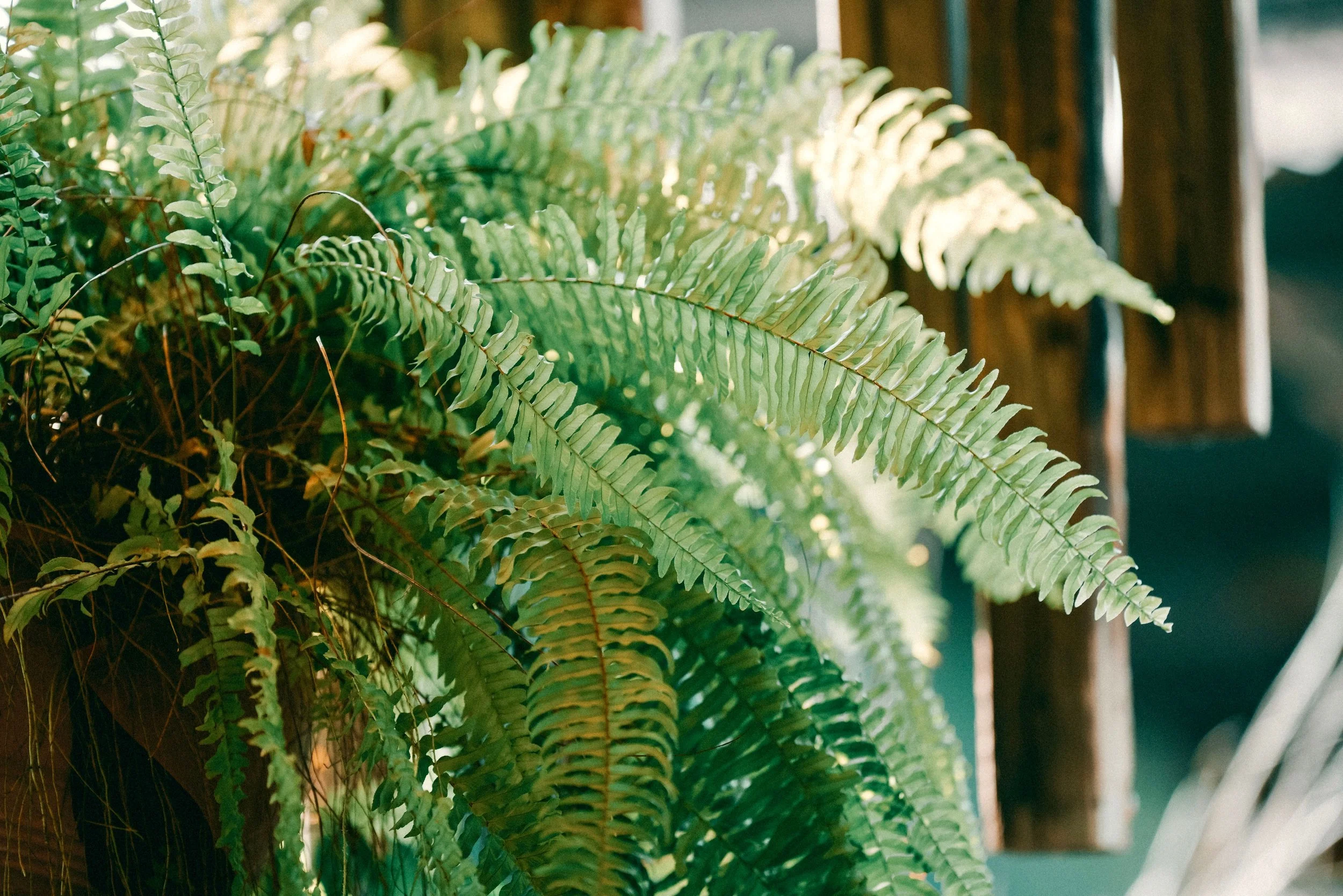 Boston Fern