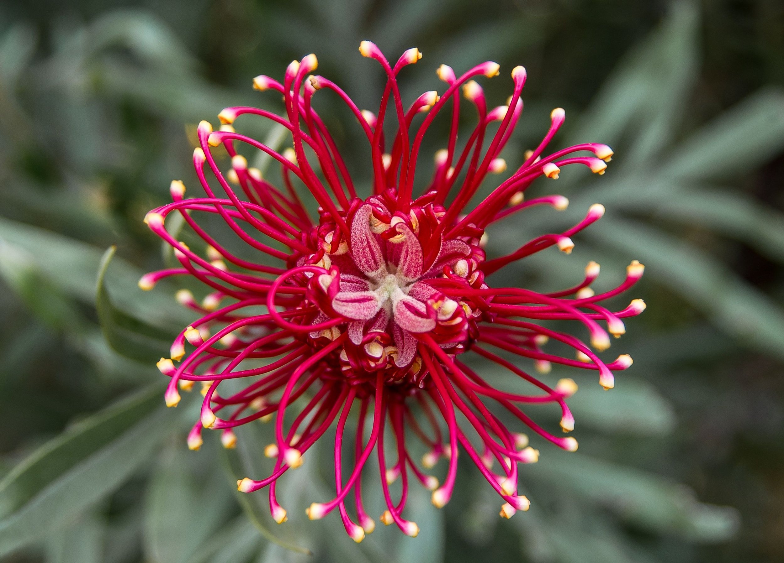 Grevillea (spider flower)