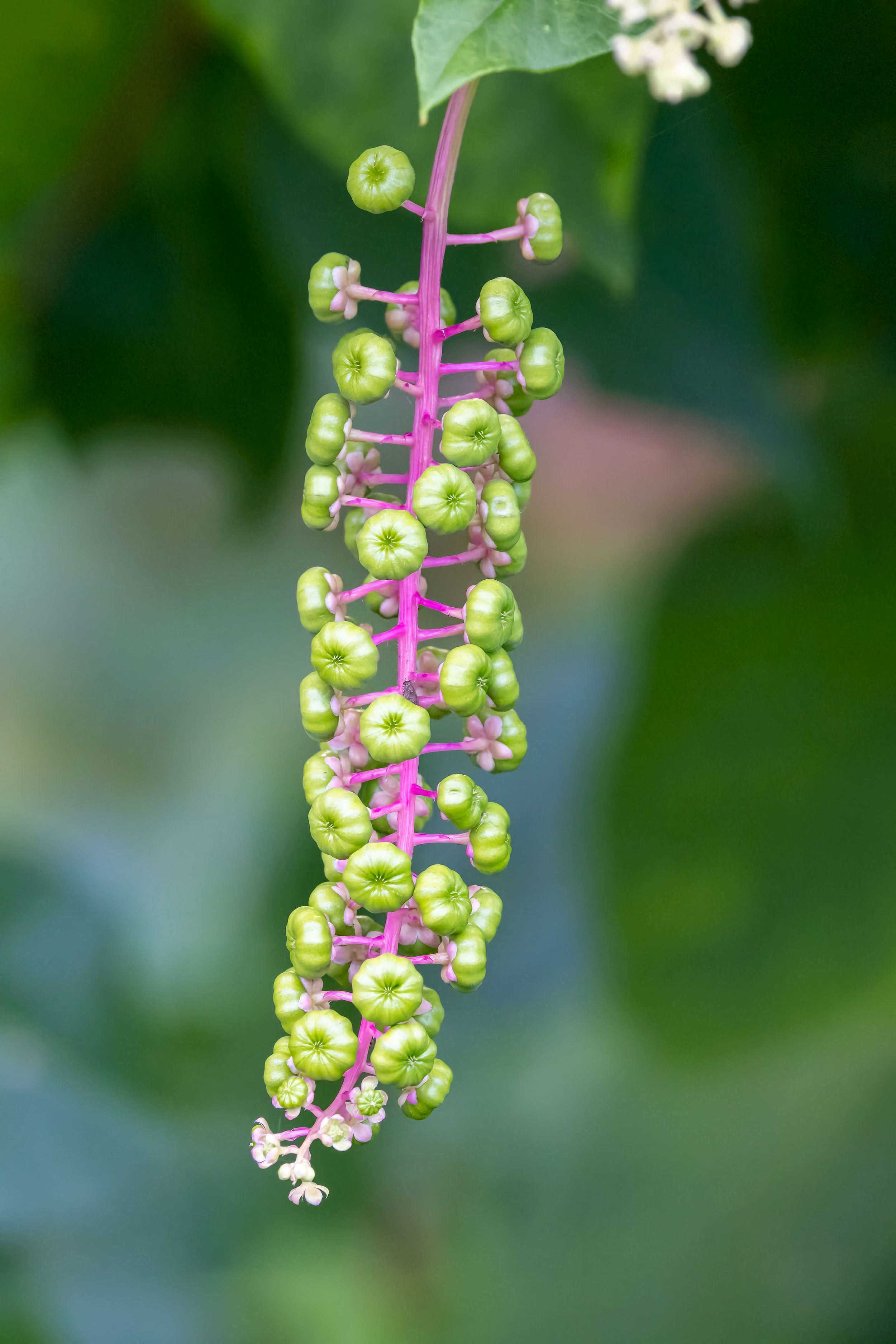 Salal