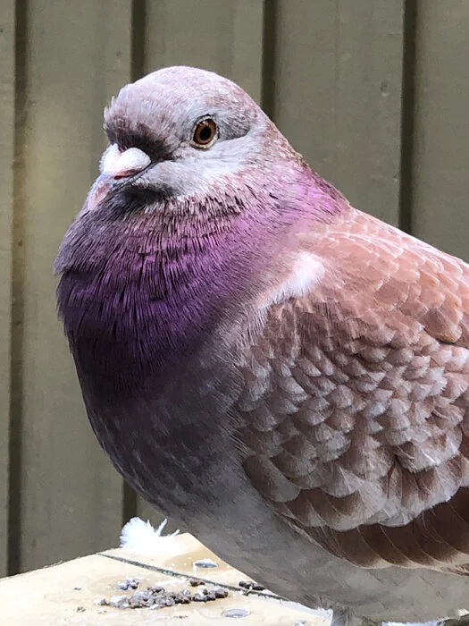 All puffed up and ready to go!