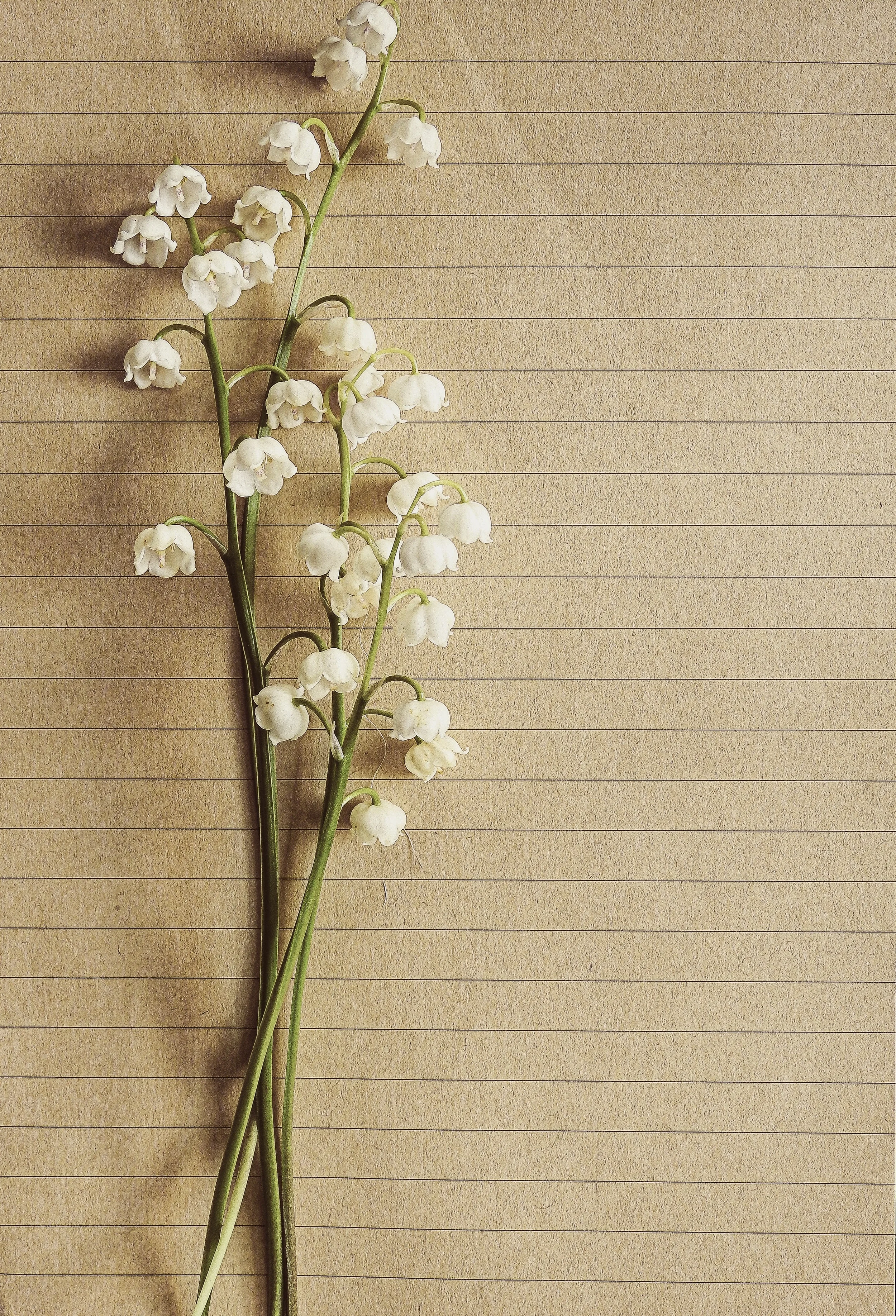 background-bloom-blooming-459335.jpg