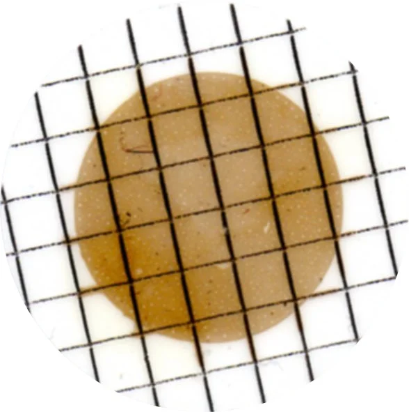 Membrane_hartsia_th.jpg
