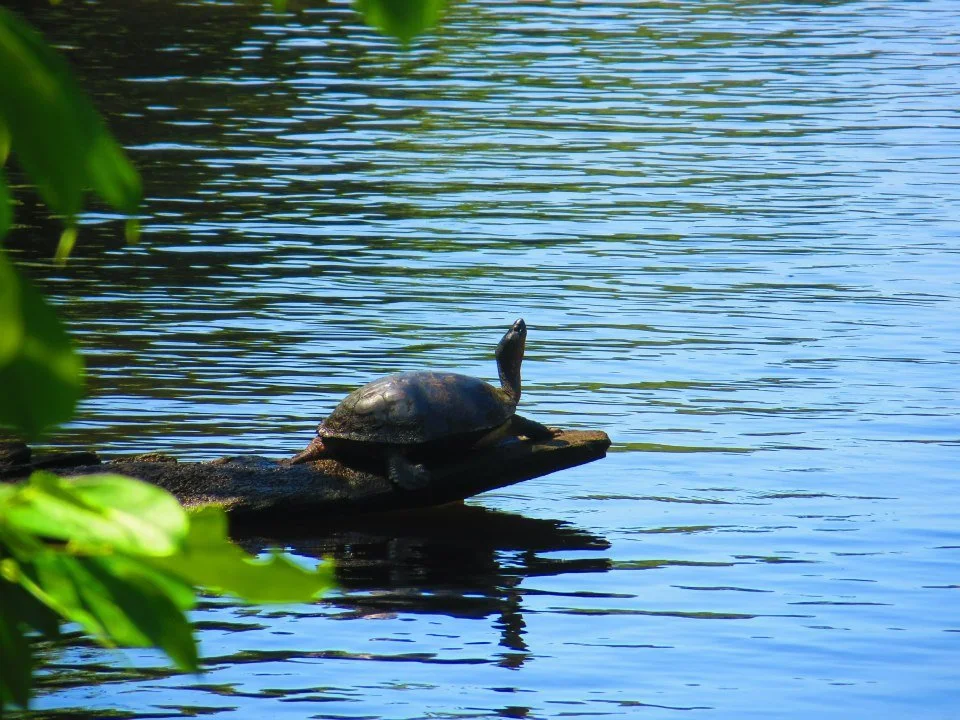 tortuga.jpeg