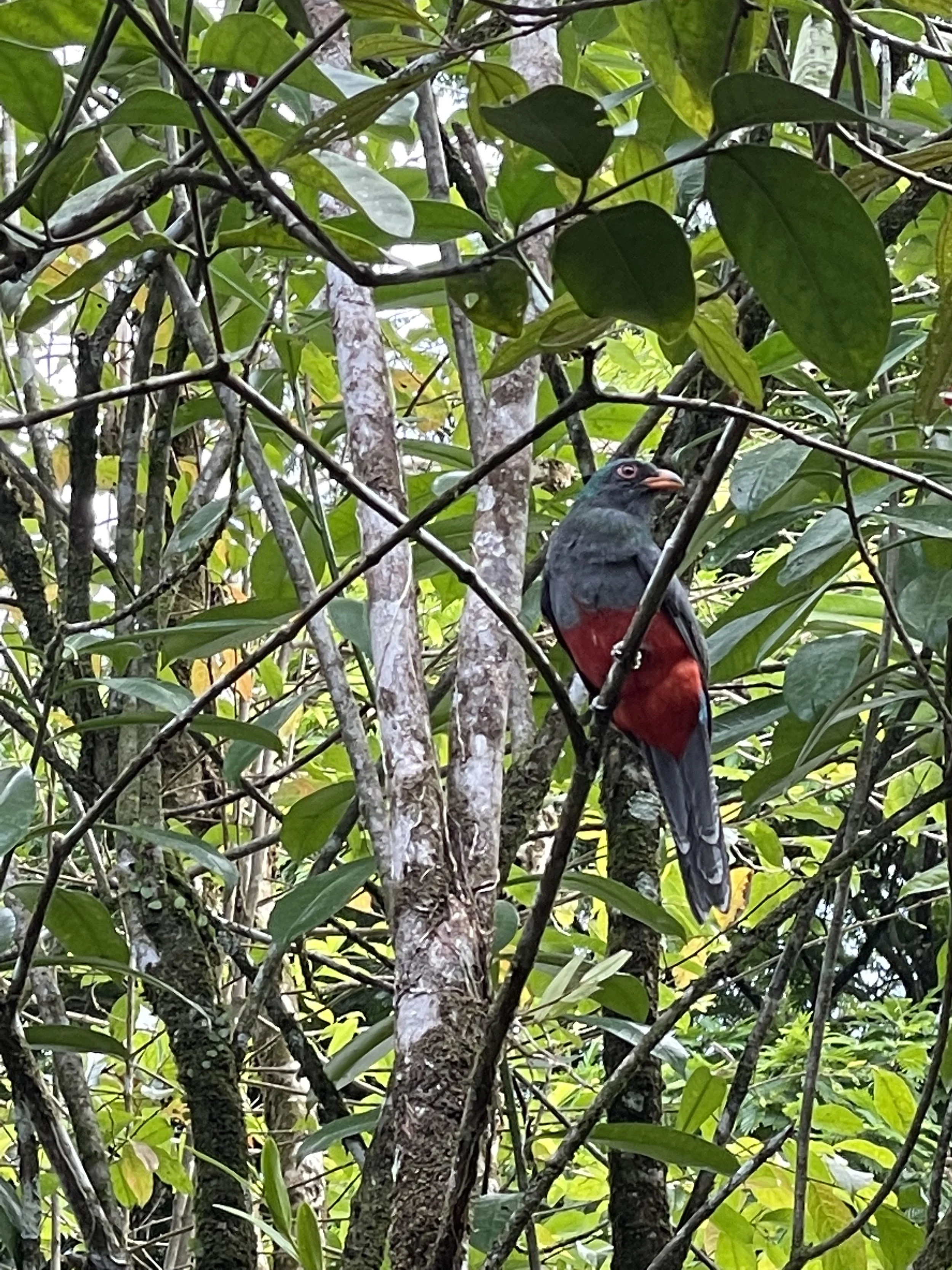 trogon.jpg