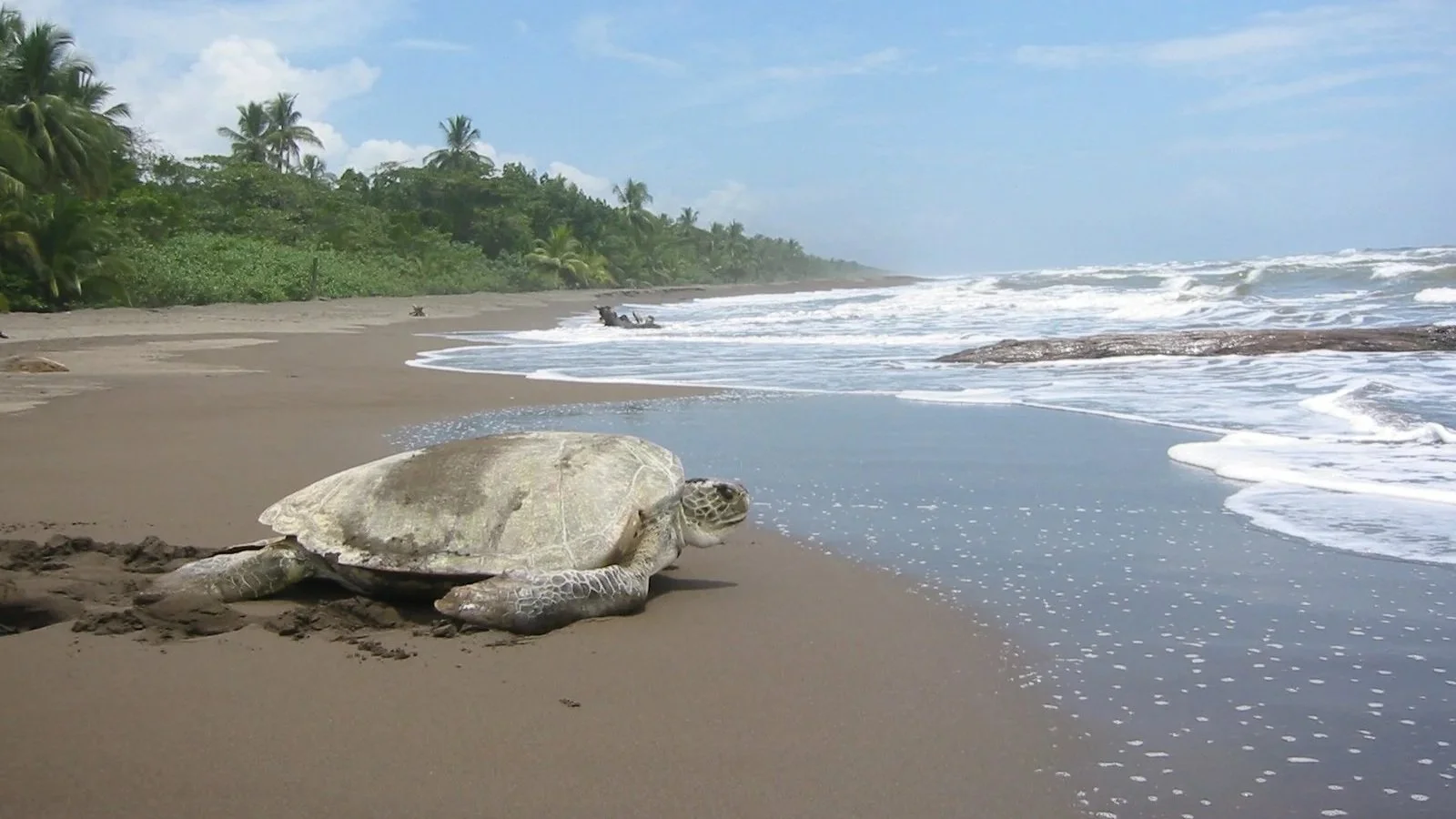 green sea turtle.jpg