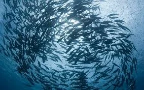fish school.jpeg