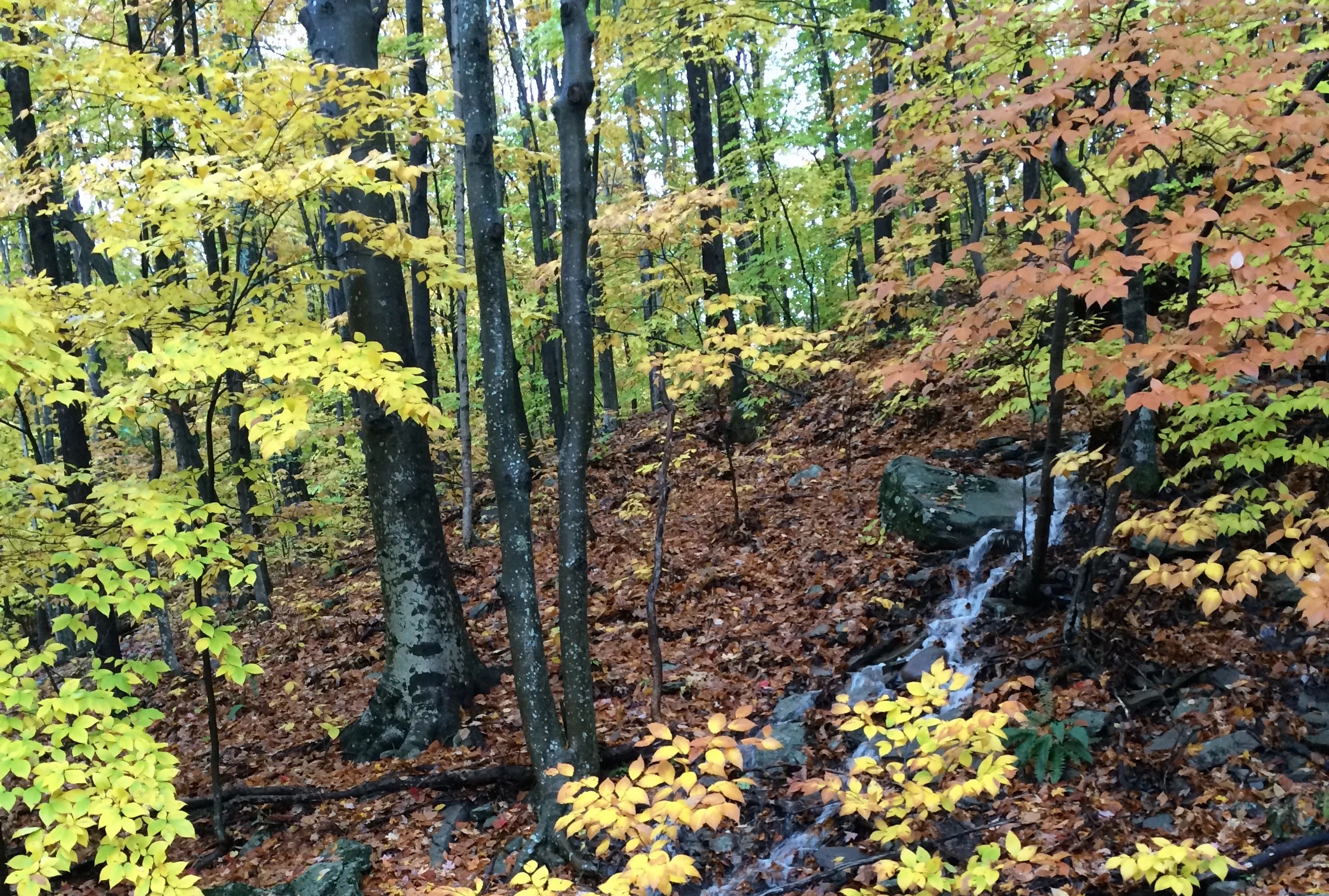 autumn.jpg