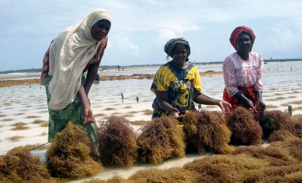 Women harvesting seaweed in shallow coastal water