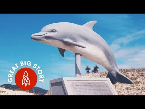 Genesis Student Fellow: Fishing Alongside Dolphins Off the Coast of Brazil