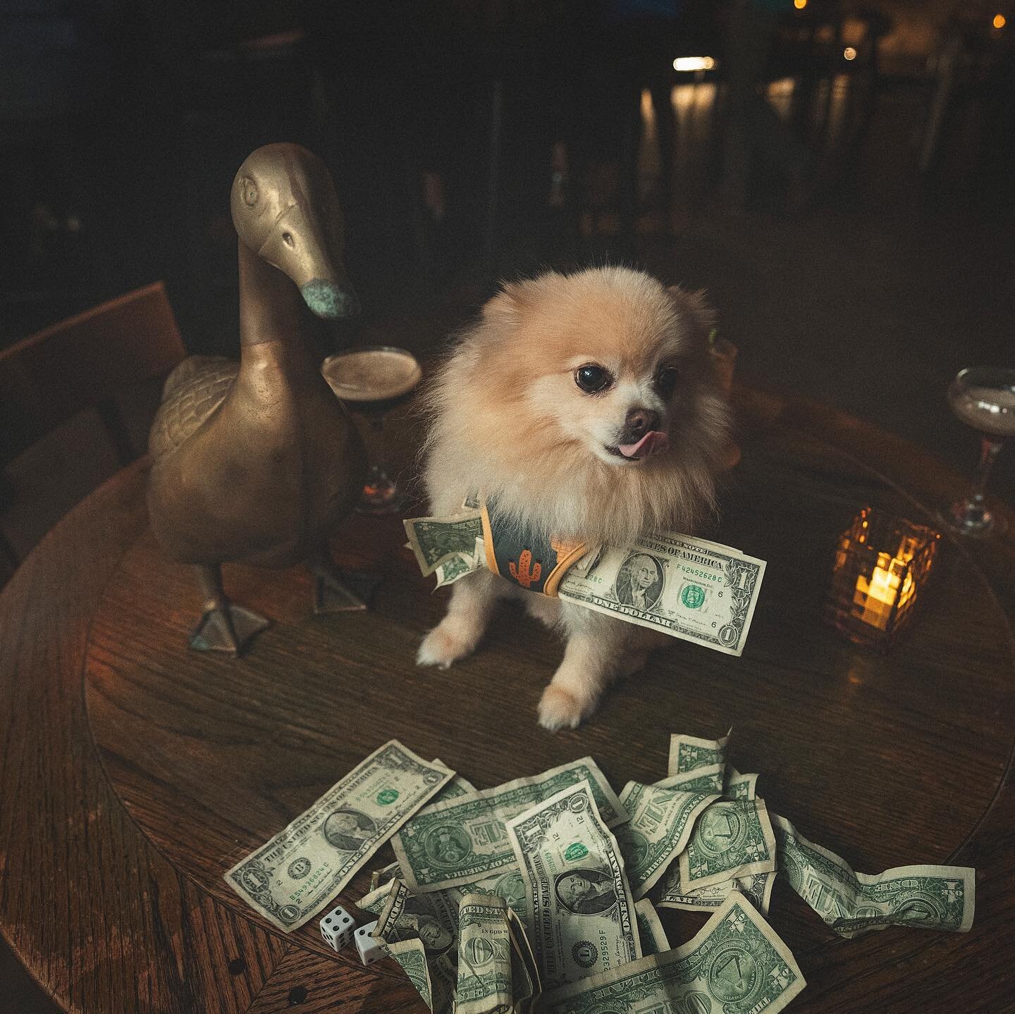 Goose!!! Lay off the espresso martinis! WTH. 

&hellip;

@dawsonproductions 
#78704 
#espressomartini 
#espressomartinis 
#southaustin 
#cocktailparty 
#southlamar 
#getloose
#thegoldengoose 
#atxlocalbusiness 
#atxlocal 
#pomeranianlovers 
#austinar