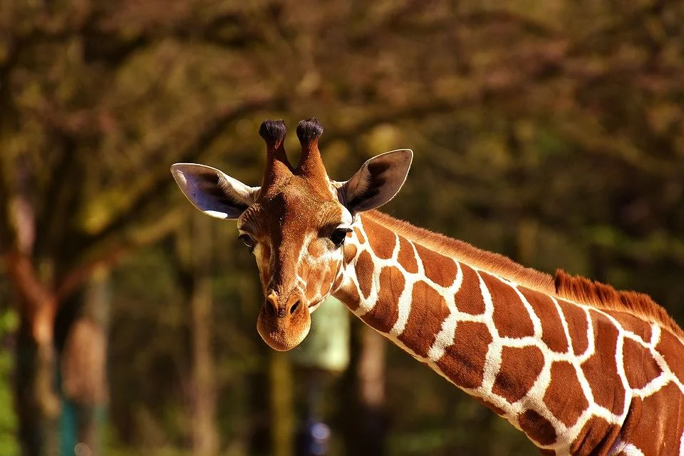 giraffe-.jpg