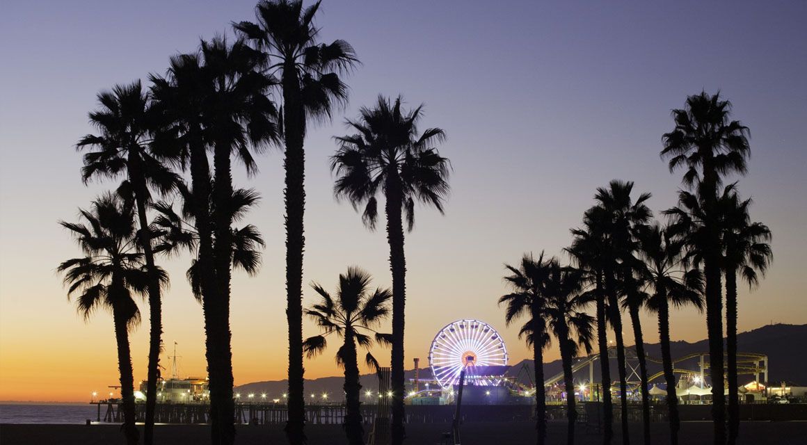 PalmTrees.jpg