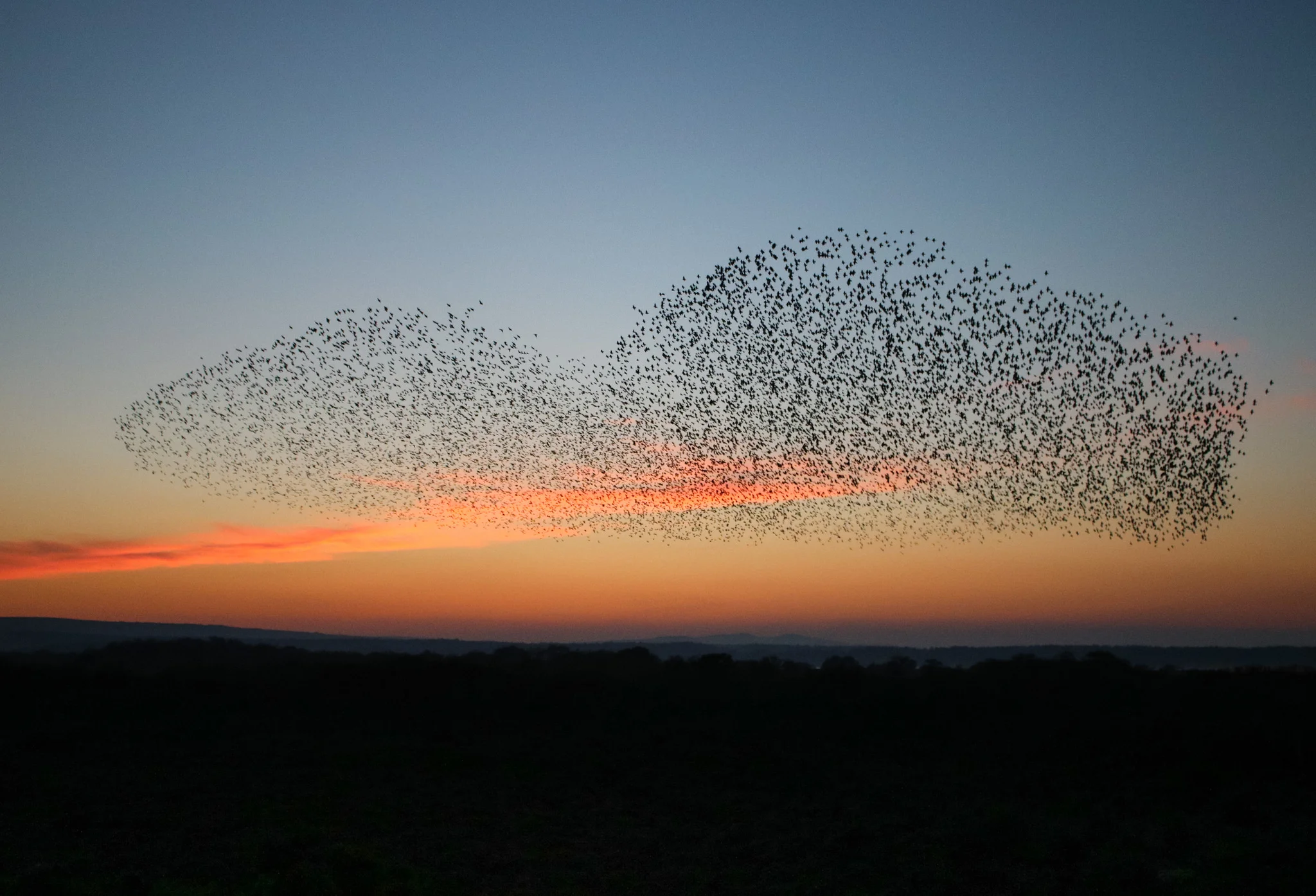 Starlings_Tanya Hart_Flickr cc.jpg