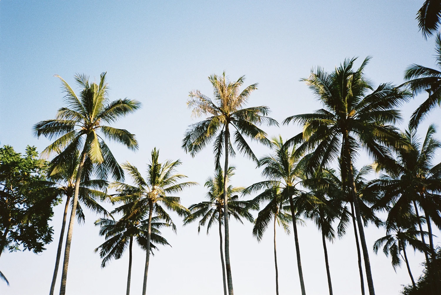 nick-lawrence_palm-trees_img01_1500.jpg