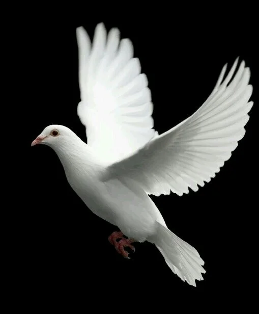 dove good.jpg