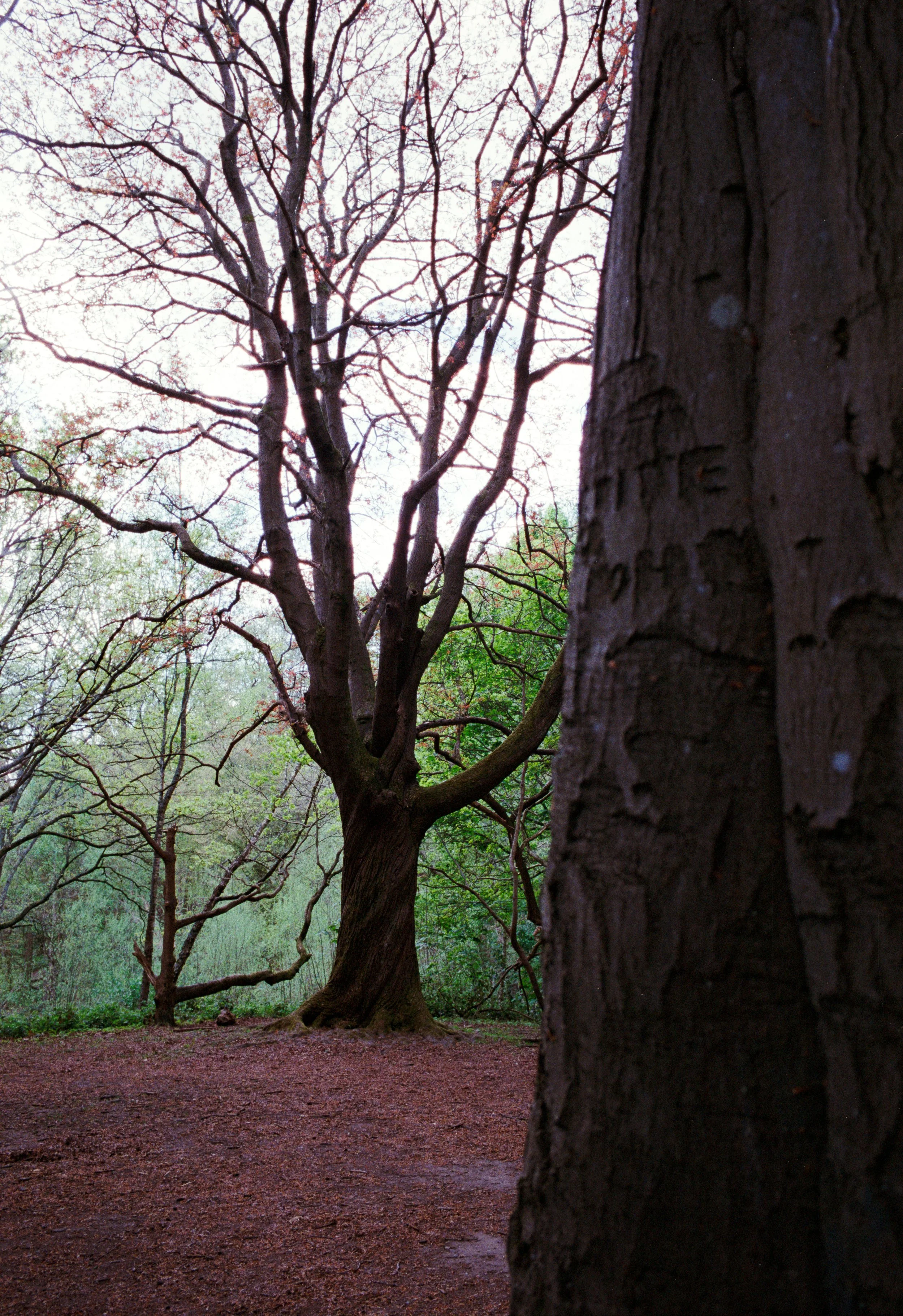 Site-3.JPG
