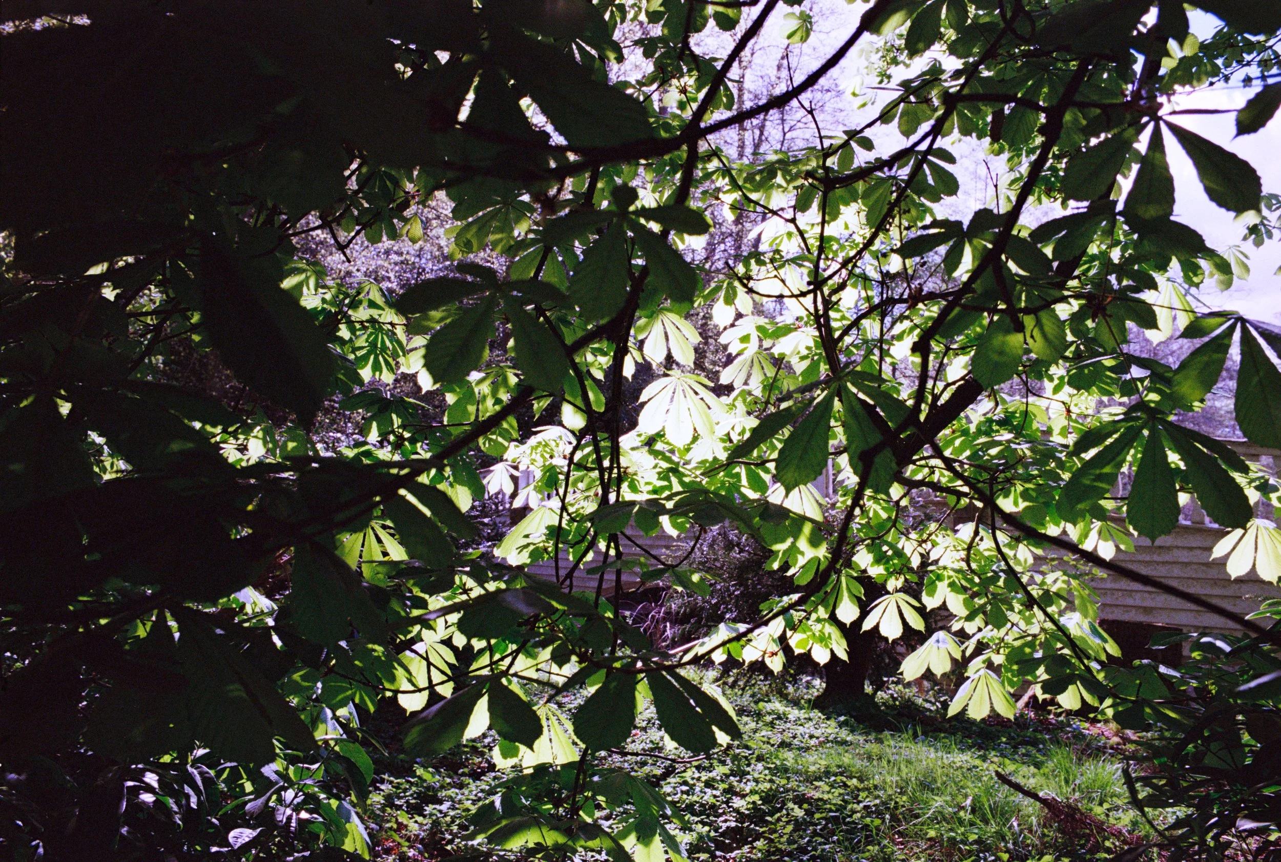 Site-7.JPG