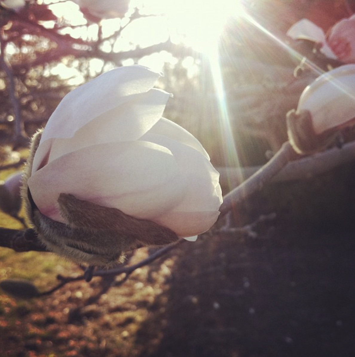 It's funny how as long as I've been in NY, I've always had a magnolia tree somewhere near me. This shot was from our yard in the cottage we lived in before buying our house 5 and a half years ago.
