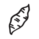 Yacon Smaller.png