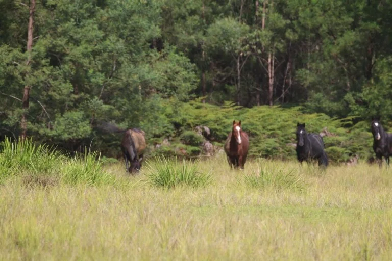 horse-burragorang-valley1-768x512.jpg