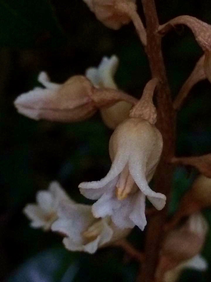 Orchid_1.jpeg
