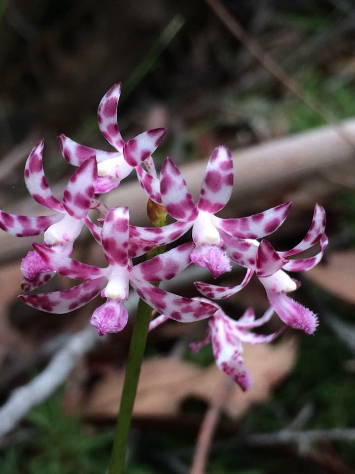 orchid_5.jpg