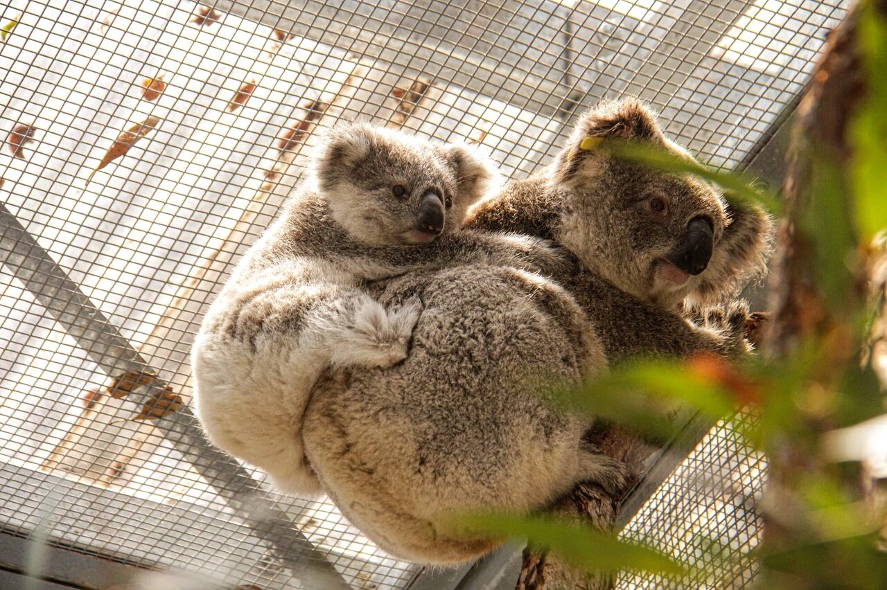 Koalas saved in daring rescue