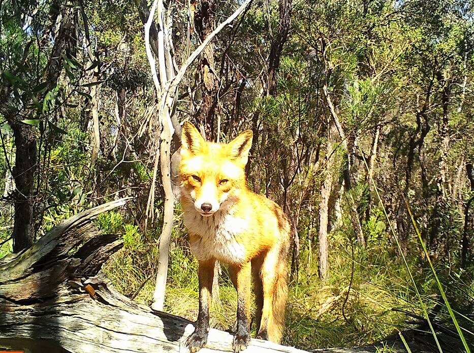 Blackheath-fox.jpg