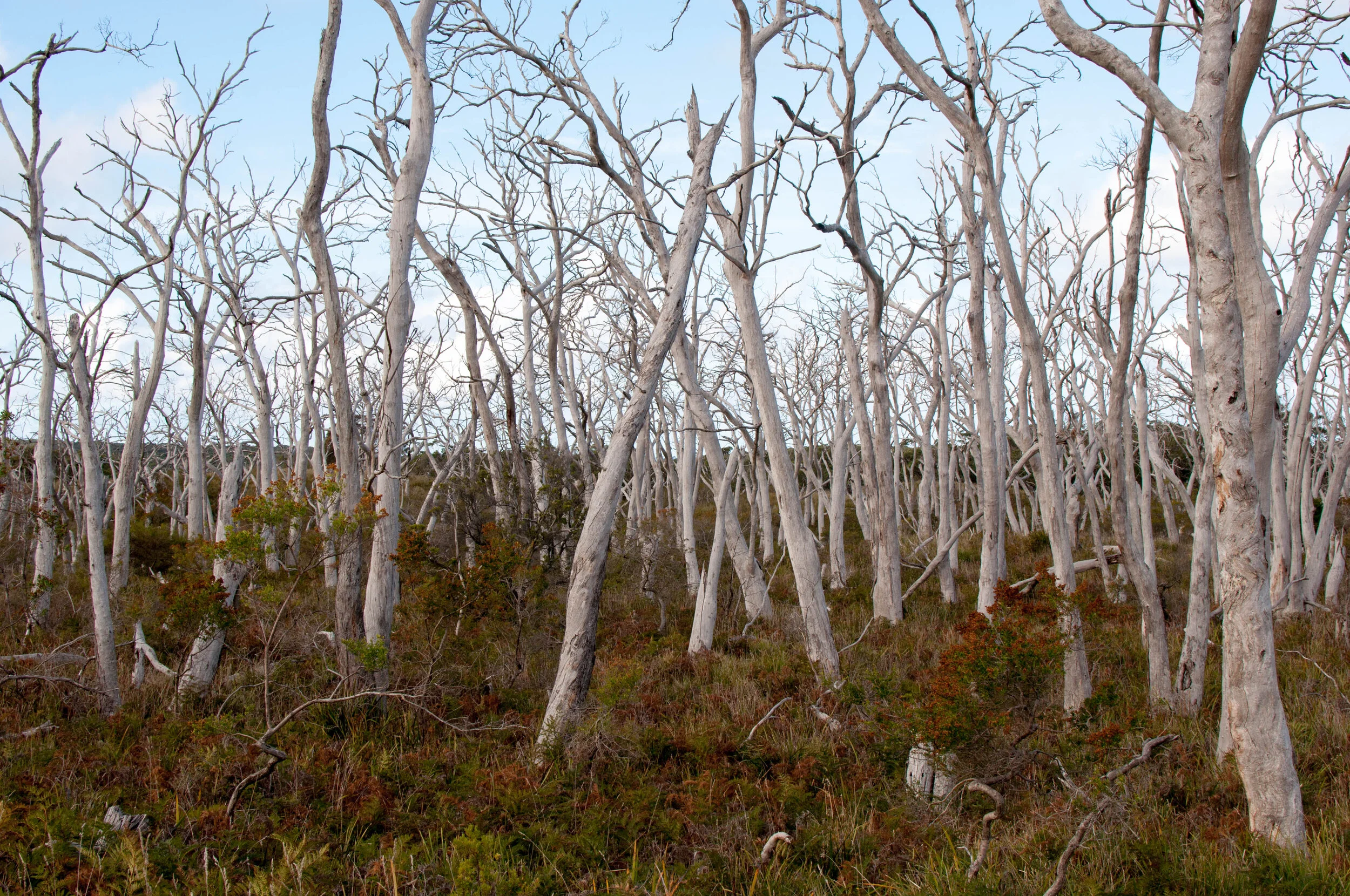 Citizen science: monitoring tree deaths