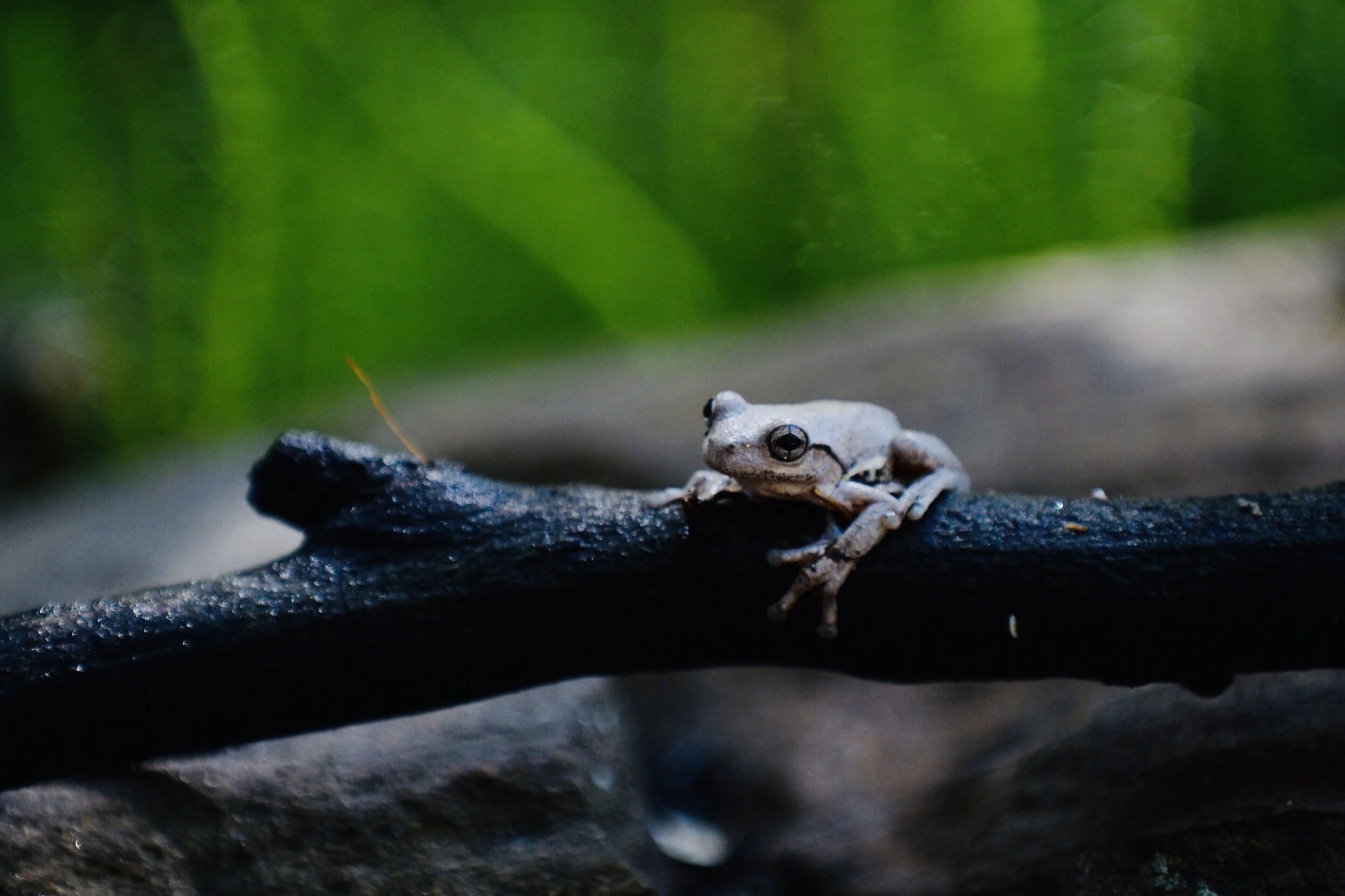 Tricks animals use to survive bushfires