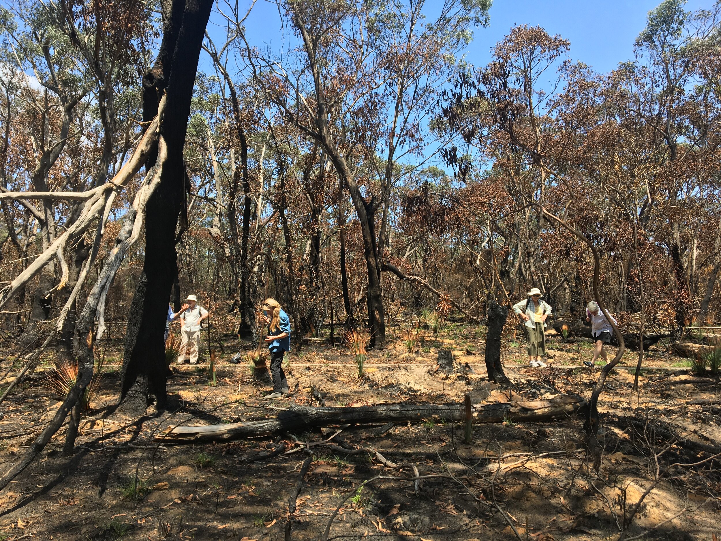  BMWHI citizen scientists at the Fairfax track, Blackheath on 29 January, 2020 