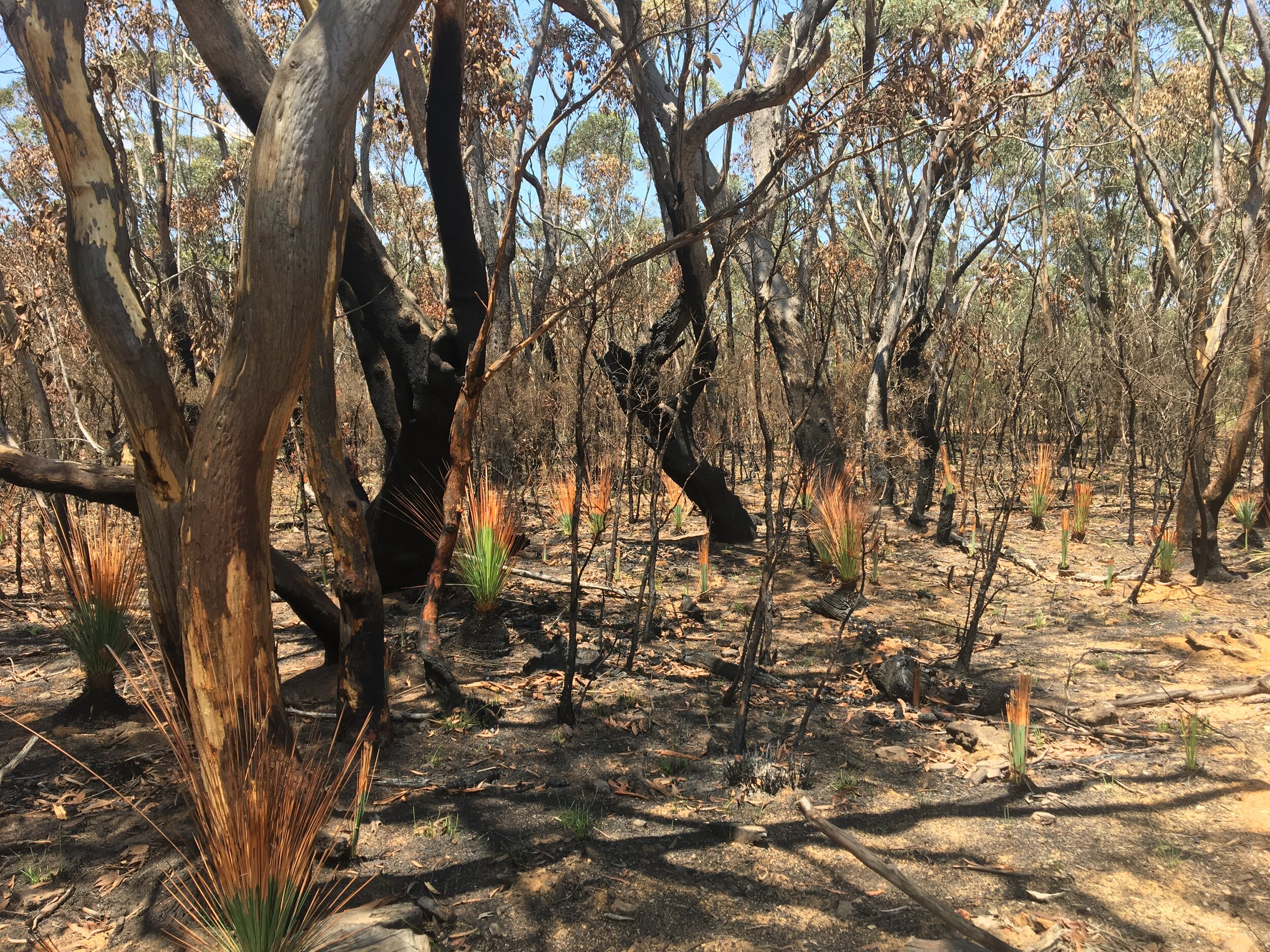  Signs of regeneration at the Fairfax track, Blackheath on 29 January, 2020 