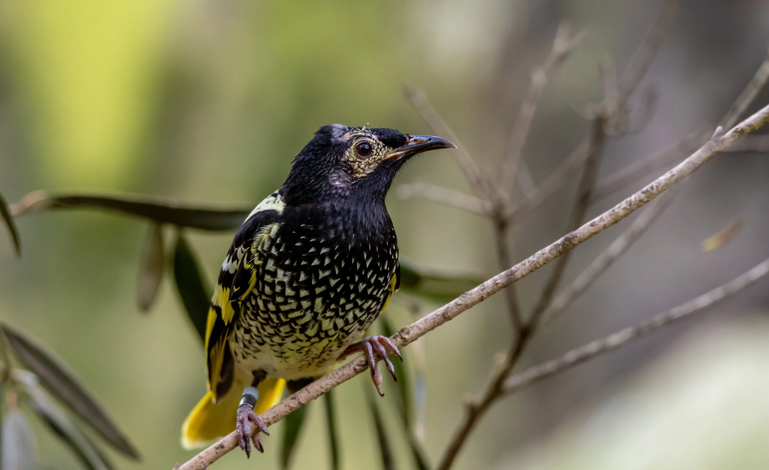 The critically endangered Regent Honeyeater. Image: Wikimedia Commons.