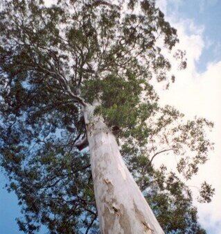 Eucalyptusdeanei-Blue_Mountains_National_Park.jpg