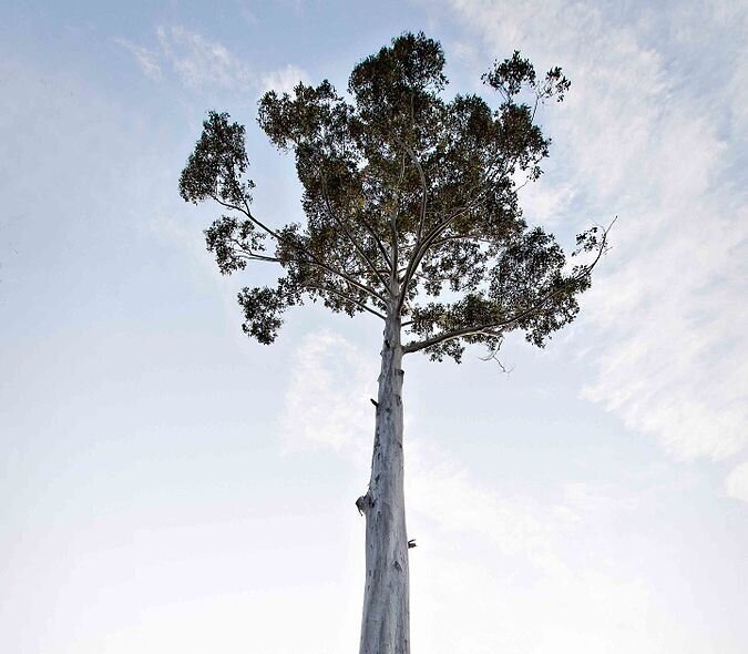 Eucalyptus_Tree_in_Blue_Mountains.jpg