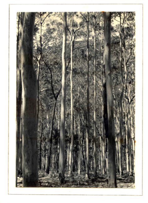 Photo by C.S. Ralph 1939: Blue Gum Forest