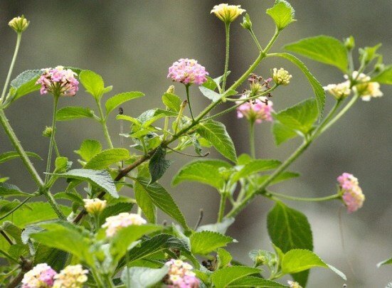 Lantana-foliage-PC.jpg