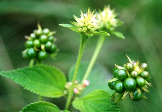 Lantana-Seeds-BMCC-Compress.jpg