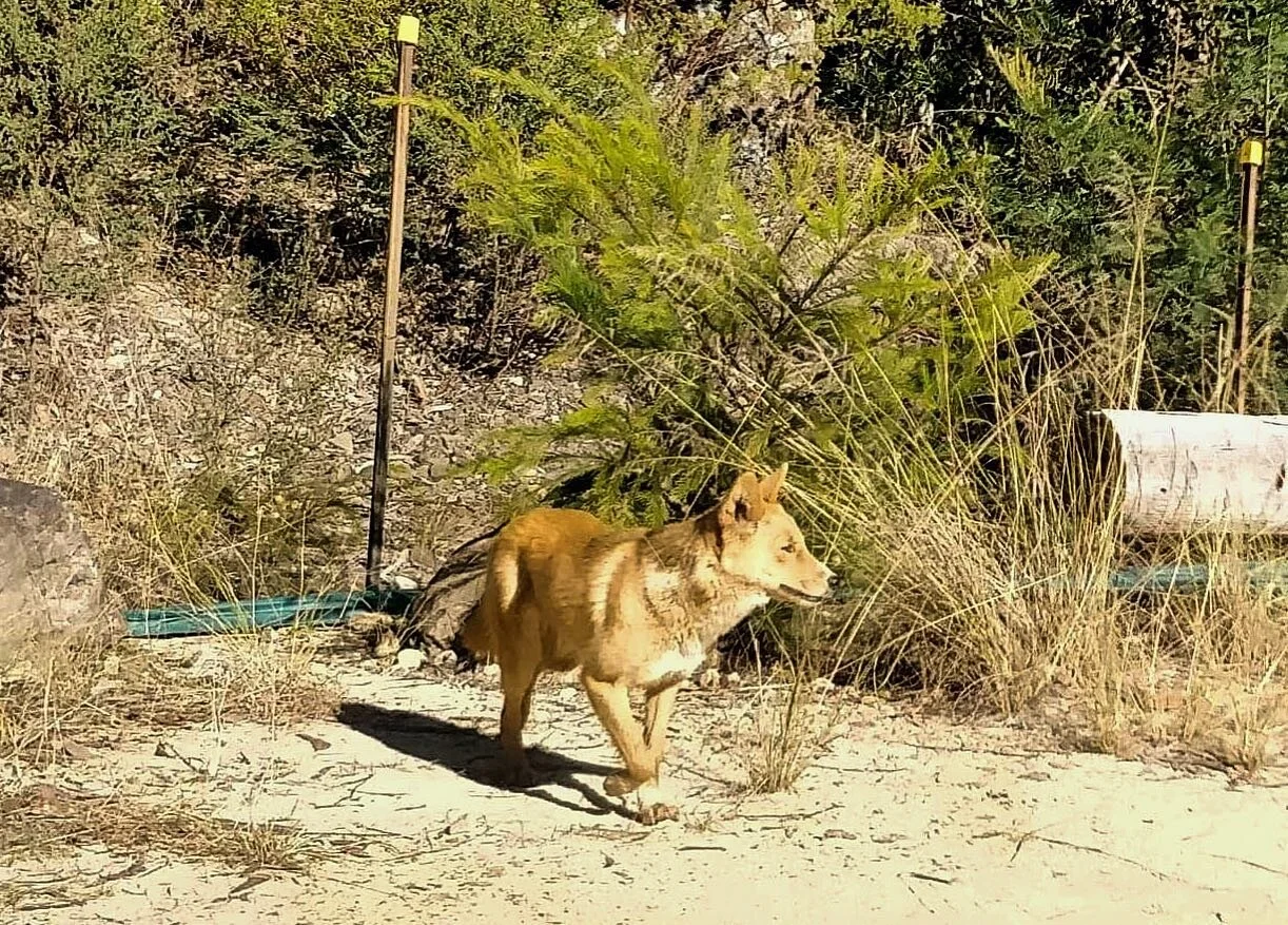 Sighting: this beautiful dingo was spotted in the Blue Mountains National Park near Glenbrook. 
Image credit: Alison Foster
