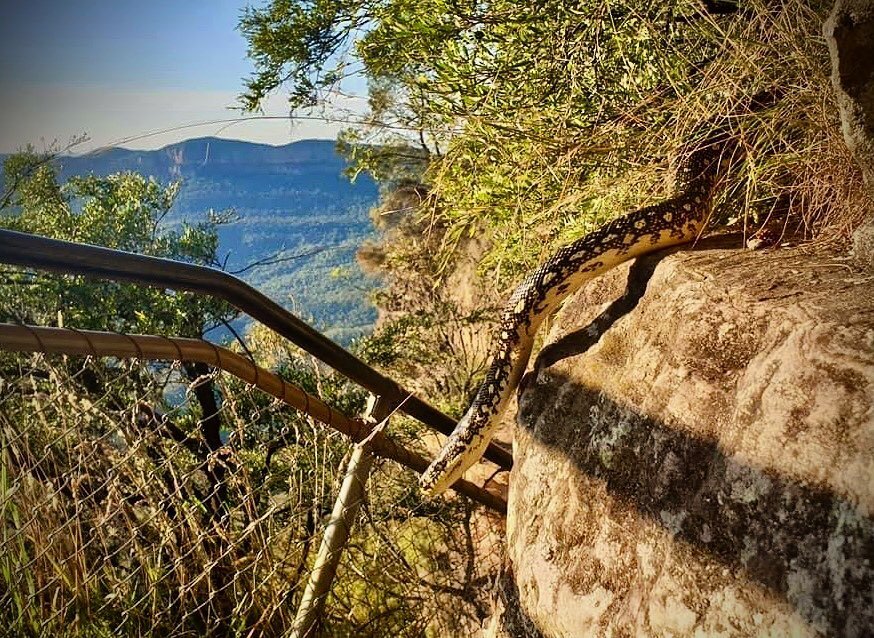 A beautiful diamond python enjoying the sun at the top of the Giant Stairs in Katoomba. 
Spotted by @rainecloud - well done!