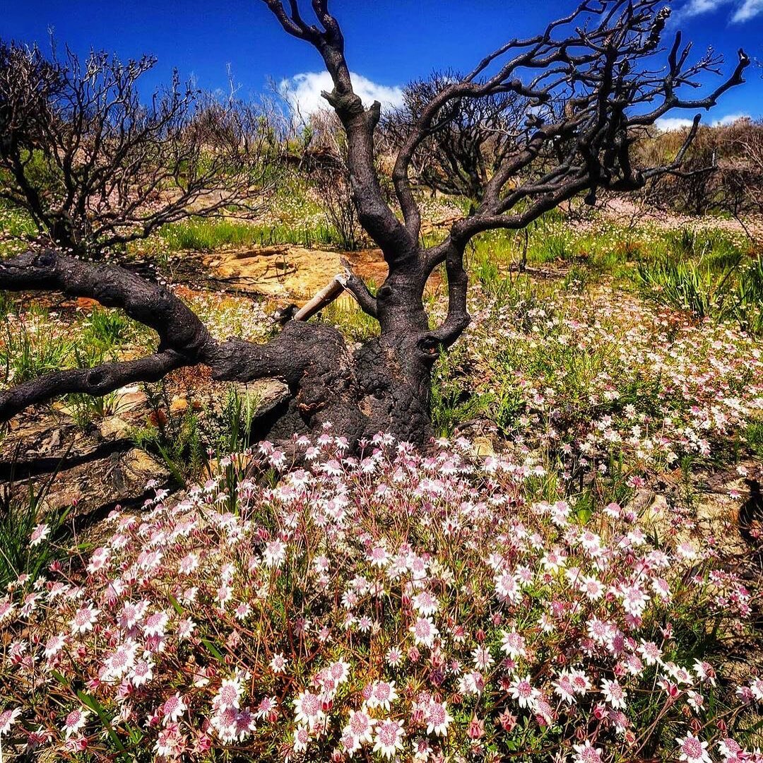 Pink flannel flowers are brightening up blackened landscapes across the upper blue mountains. They only last for a few months before they disappear again, waiting for another bushfire to germinate their seeds. We&rsquo;re enjoying them while we can :