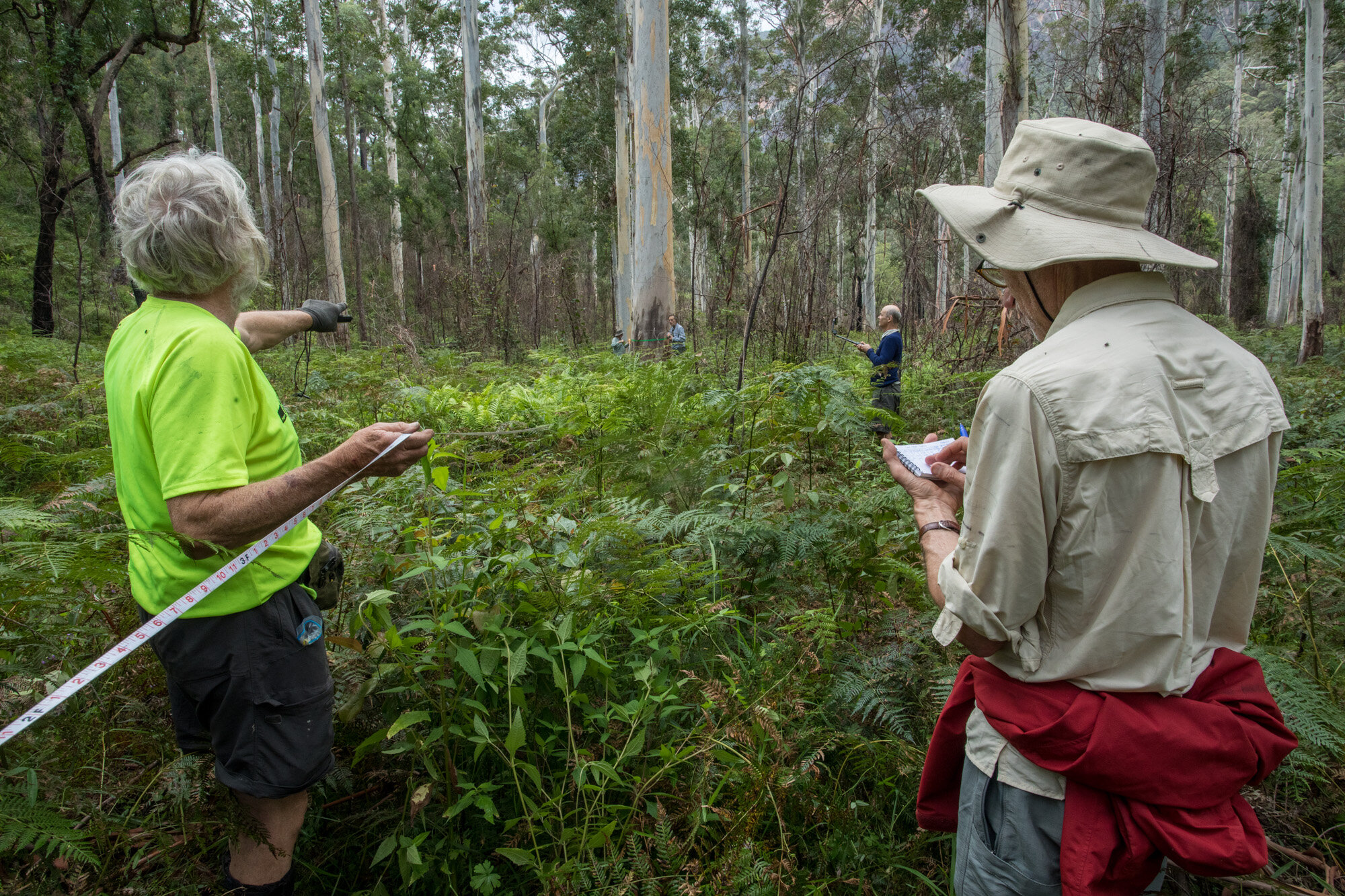 Blue Gum Forest Oct2020 Ian Brown-222.jpg