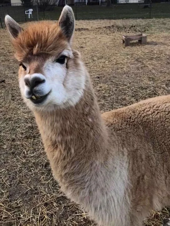Allen Creek Country Store Alpaca Photo