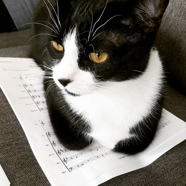 Meows not letting you do music!
.
.
.
#meow #cat #catsofinstagram #MNmusic #music #newcomposition #tuxedo