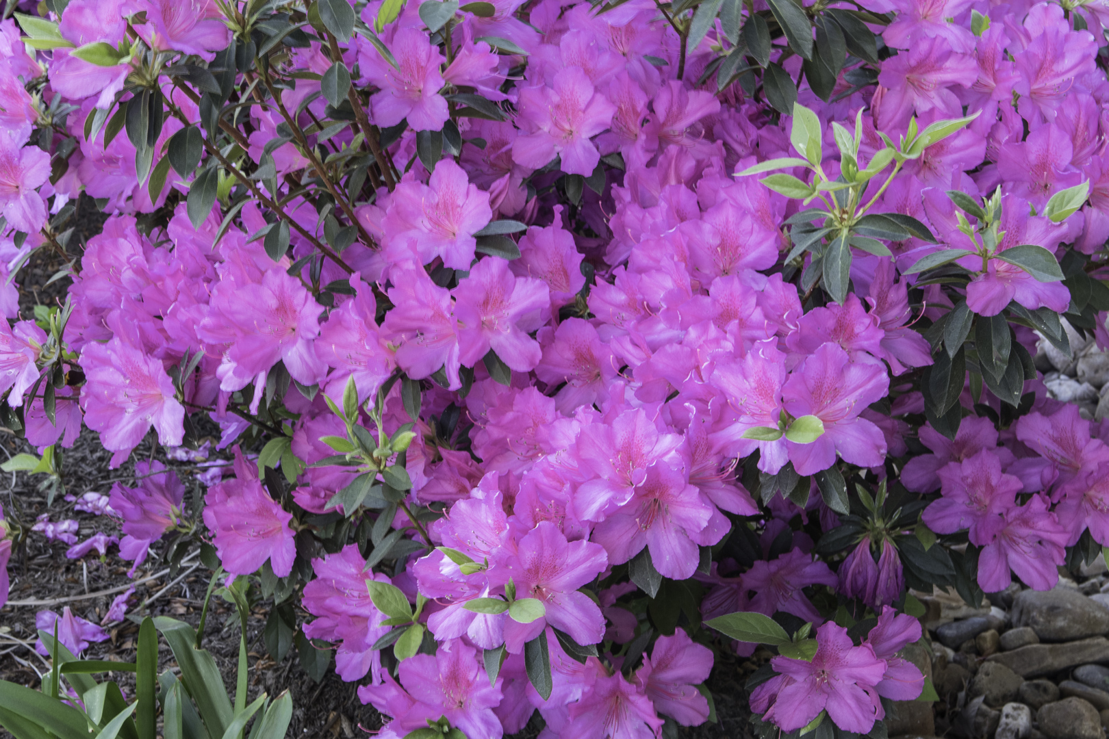 azaleas (1 of 6).jpg